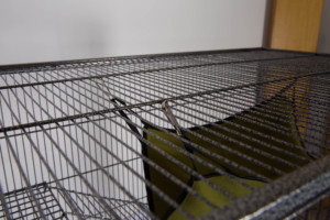 Grande échelle à 4 niveaux et plate-forme en métal noir intérieur extérieur Playhouse <span class=keywords><strong>Cage</strong></span> en bois pour furets chats hamsters oiseaux lapins - Product Image 6