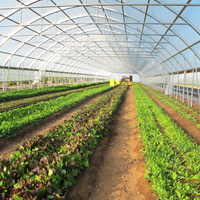 Serre en plastique à tunnel à simple portée pour la culture des fraises, agriculture
