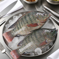 Fournisseur chinois exportant du poisson tilapia congelé entier IQF noir de haute qualité en vrac