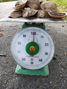 Concha de Abulón Pulida al por Mayor - Concha de Abulón Natural para Artesanía - Concha de Abulón Natural Grande Ws0084587176063 - Product Image 5