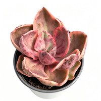 Tanaman Pot Buatan Echeveria Golden State Variegated Tanaman Buatan Dalam Pot Mini Untuk Tanaman Dekorasi Rumah Tanaman Dalam Ruangan