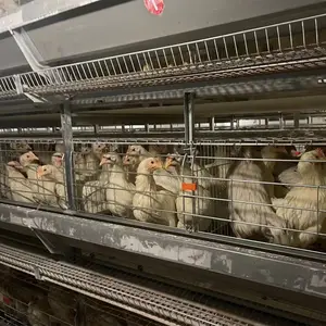 Volaille Cage Fournisseur Ventes H Type Automatique 4 Niveaux 5 Niveaux Poulet Couche Cage Philippines Poulet Nichoir Multifonctionnel