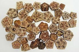 ฝักไม้มะฮอกกานีคุณภาพสูงสำหรับตกแต่งแบบทำมือดอกไม้และต้นไม้สำหรับงานแต่งงานบ้านงานสำนักงานและการจัดดอกไม้แห้ง - Product Image 4