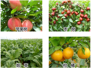 Beta-<span class=keywords><strong>cipermetrina</strong></span> 4.5% EC, Pesticida Sanitario de Contacto para Eliminar Moscas, Mosquitos y Cucarachas en Zonas Públicas y Domésticas - Product Image 3