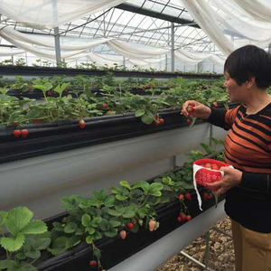 <span class=keywords><strong>Culture</strong></span> sans sol et système <span class=keywords><strong>hydroponique</strong></span> de <span class=keywords><strong>culture</strong></span> de fraises - Product Image 4