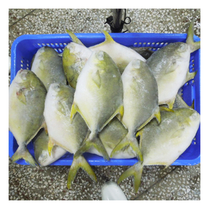 Vendita calda di origine della cina congelato <span class=keywords><strong>Pompano</strong></span> dorato per Singapore Malaysia - Product Image 3