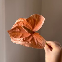 Rangkaian Bunga Anthurium Palsu Warna Hijau Muda Putih M101, Dekorasi Meja Pernikahan, Bunga Artifisial, Sentuhan Realistis
