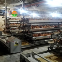 Cage à poules à batterie de type A, modèle populaire, système automatique galvanisé
