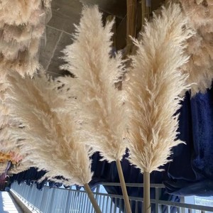 Vente <span class=keywords><strong>en</strong></span> gros de pampa country beige naturelle herbe de pampa séchée pour mariage maison hôtel herbe de pampa moelleuse <span class=keywords><strong>fleurs</strong></span> séchées - Product Image 3
