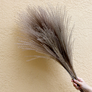 Pampas Naturales Secas y Eternas, Decoración Interior Ecológica y Duradera, <span class=keywords><strong>Cortaderia</strong></span> Selloana Decorativa - Product Image 4