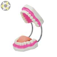 Matériel de formation pour les dents, soins dentaires, soins médicaux, modèle pour la brossage des dents