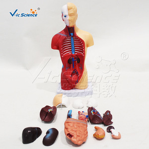 Modèle de squelette humain, de torse et de cœur (ensemble de trois pièces), organes détachables, matériel pédagogique pour les écoles de médecine. - Product Image 5
