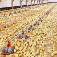 QA Ligne d'alimentation complète pour poulets et volailles Projet d'équipement agricole pour mangeoire automatique pour poulets Système d'alimentation automatique pour volailles