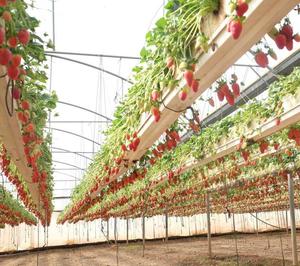 Supports de culture de fraises en Offre Spéciale/bac/gouttière planteur suspendu pour la <span class=keywords><strong>plantation</strong></span> de fraises - Product Image 3