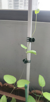 Pince de support durable en plastique pour orchidées et plantes, diverses pinces pour la croissance verticale des tiges de fleurs, décoration de jardin