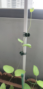 Pince de support durable en plastique pour orchidées et plantes, diverses pinces pour la croissance verticale des tiges de fleurs, décoration de jardin - Product Image 5