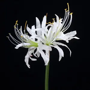 Nouveau design fleurs <span class=keywords><strong>higanbana</strong></span> artificielles fleurs de lys araignées décoratives - Product Image 3
