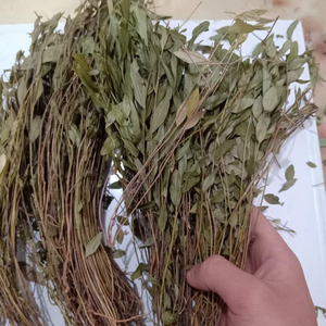 Plantes médicinales chinoises Gua Zi Jin, Herba Polygalae Sibiricae brute, <span class=keywords><strong>épices</strong></span> de haute qualité pour <span class=keywords><strong>la</strong></span> diététique - Product Image 5