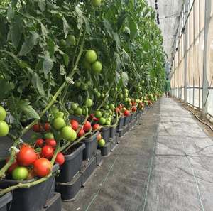 Chất lượng thương hiệu duy nhất đa-span polytunnel nhà kính bóng râm nhà dễ dàng lắp ráp tái tạo nguồn có sẵn kho - Product Image 3