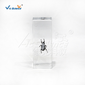 Especímen transparente de gusano del pino en plástico, muestra real de coleóptero plagasario para la enseñanza de biología CE/ISO/ROHS/CNAS - Product Image 2