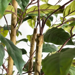 Árbol de <span class=keywords><strong>mango</strong></span> artificial de 120cm, decoración del hogar, árbol de bonsái, Planta artificial para decoración de interiores - Product Image 4