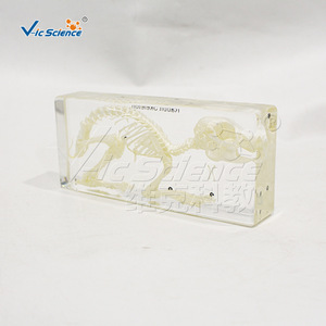 Spécimen de squelette de lapin ; modèle d'enseignement de l'anatomie animale ; outil pédagogique pour les laboratoires scolaires. - Product Image 4