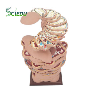 Sciedu Mô hình mặt cắt ngang thân người Mô hình giải phẫu người mặt cắt ngang giải phẫu và hình ảnh giải phẫu mô hình giảng dạy y tế - Product Image 1