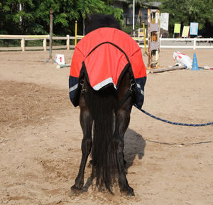 Customizable 1200D <strong>Horse</strong> Racing Winter Turnout <strong>Horse</strong> Rug <strong>Horse</strong> Blanket with Belly Strap All Size - Product Image 6