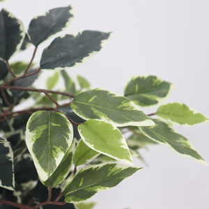 ต้นไทรเบนจามิน่าประดิษฐ์พับได้ ขนาด 180 ซม. ลำต้นธรรมชาติ ใบเหมือนจริง สัมผัสธรรมชาติ เหมาะสำหรับตกแต่งบ้าน สำนักงาน - Product Image 3