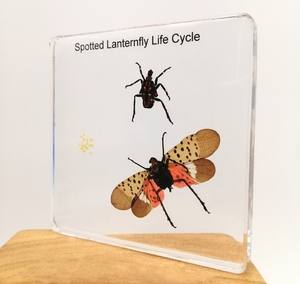 ตุ๊กตาเรซินอีพ็อกซี่เรซินเพื่อการศึกษาตัวอย่างแมลงแมงมุมสำหรับตกแต่งบ้าน - Product Image 5