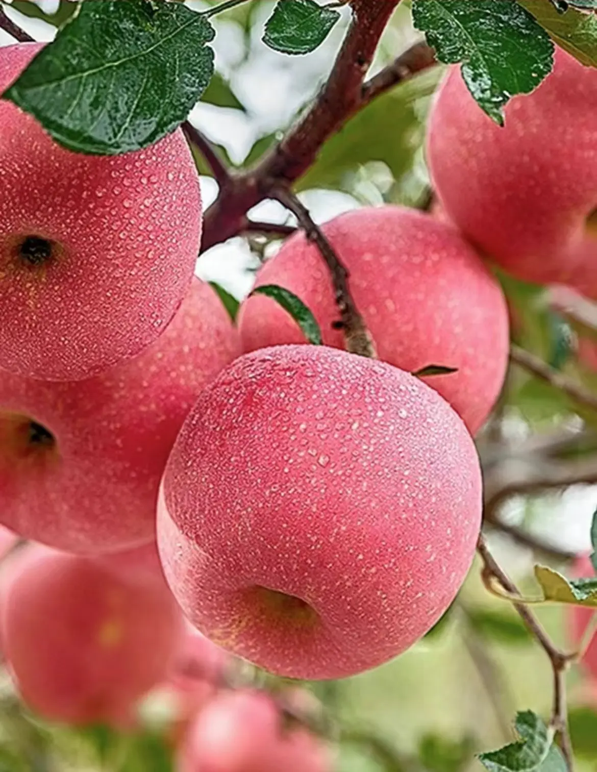 Obral Cina kualitas ekspor apel segar tanaman baru buah apel merah alami Fuji