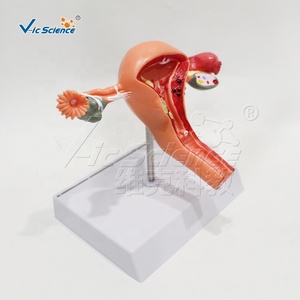 Modèle d'hémisphère cérébral grandeur nature, 4 parties détachables, centres fonctionnels sensoriels et motoriers pour laboratoire de <span class=keywords><strong>neurosciences</strong></span>, CE ISO ROHS CNAS - Product Image 2