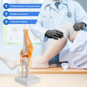 Chức năng đầu gối Doanh Mô hình giải phẫu frt029 bao gồm dây chằng Chức năng kích thước thật Skeleton khoa học y tế Mô hình giải phẫu - Product Image 6