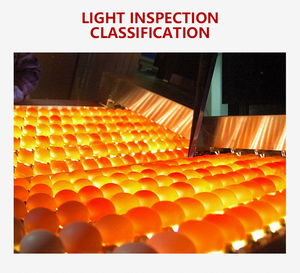 厂家鸡蛋清洗机分拣机鸡蛋清洗开口分拣分级机价格优惠 - Product Image 6