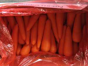 Cenouras Orgânicas Frescas para Uso Alimentar Preço Competitivo por Atacado - Product Image 3