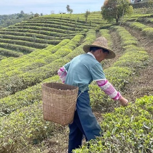 KAIYANGE-Té blanco orgánico con certificación EU/USDA Bai Mu Dan, embalaje de primera calidad al por mayor, OEM Etiqueta Privada, té blanco peonía - Product Image 6