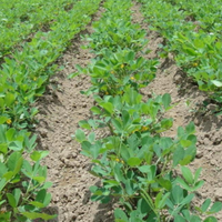 Arachides cuites surgelées IQF en coque |   Arachides salées certifiées BRC |   Arachides du Shandong en vrac pour la vente en gros
