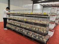 Cage d'élevage à 4 niveaux, cage d'élevage commerciale pour 500 poussins, cage pour poussins d'un jour avec mangeoire et abreuvoir pour les fermes