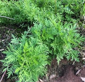 KAIYANGE Vente en gros à bas prix <span class=keywords><strong>Artemisia</strong></span> séchée chinoise Annua Leave Cut Bain de pieds Qing Hao <span class=keywords><strong>Artemisia</strong></span> Annua <span class=keywords><strong>Tisane</strong></span> - Product Image 3