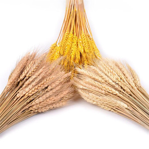 Fiori Secchi di Grano, Piante Pastorali Naturali in Colori Primari per Decorazioni Autunnali - Product Image 3
