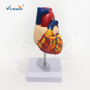Modèle de cœur humain non marqué, d'apparence naturelle, fabriqué en PVC écologique, échelle 1:1, pour l'enseignement médical. - Product Image 4