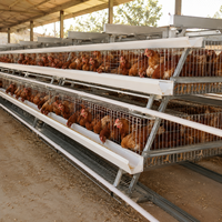 Cage à poulets compacte et design, également utilisable comme poulailler pour l'élevage de poussins et de jeunes oiseaux.