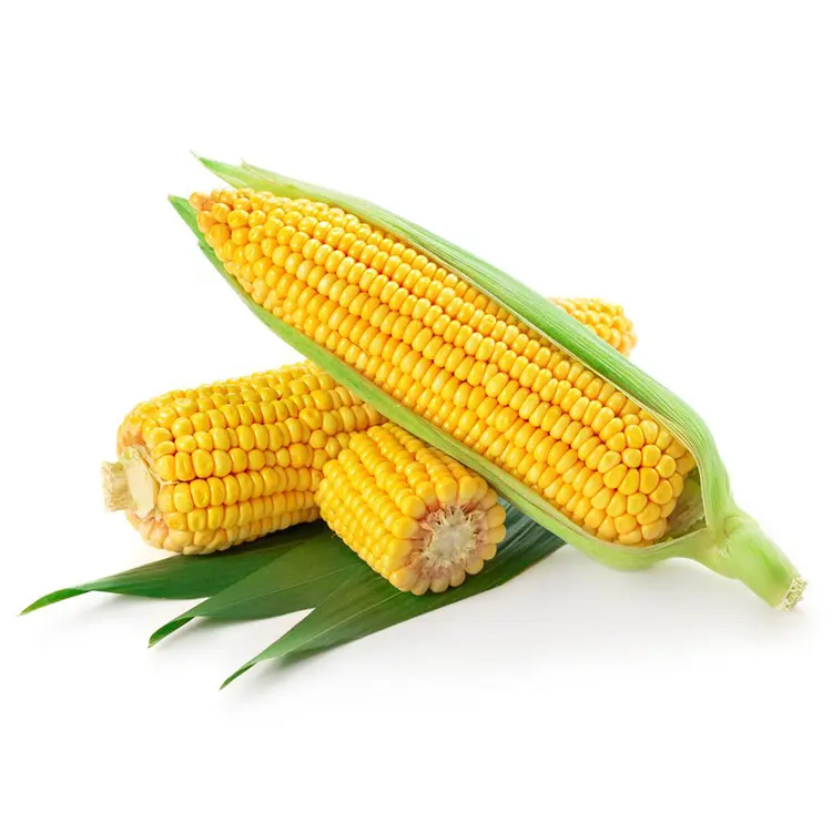 Bubuk jagung manis ekstraksi organik Harga murah kualitas tinggi untuk makanan kesehatan