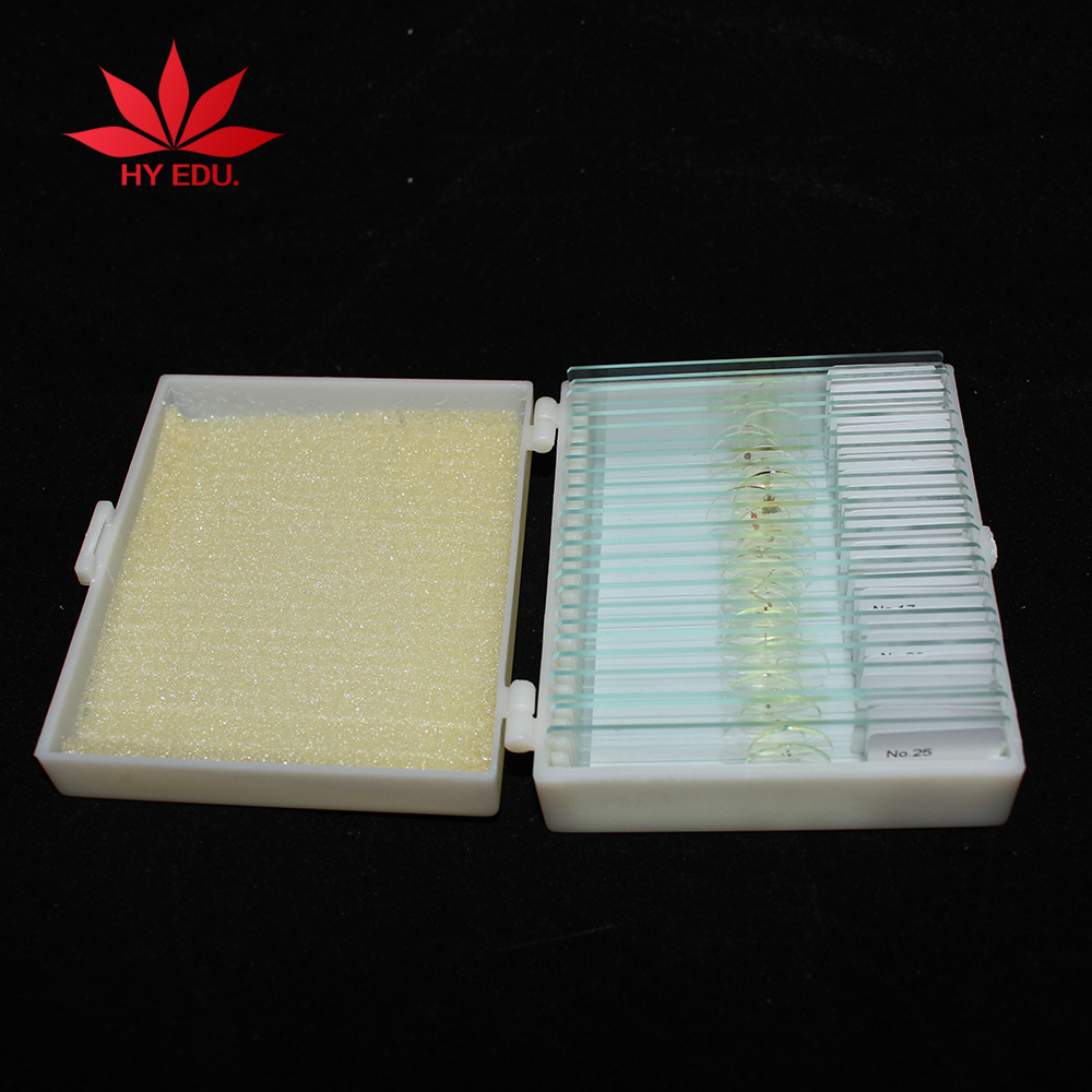 Энтомологии микроскоп шлепанцы без задника с открытыми пальцами 25 видов насекомых весь крепление шлепанцы без задника с открытыми пальцами