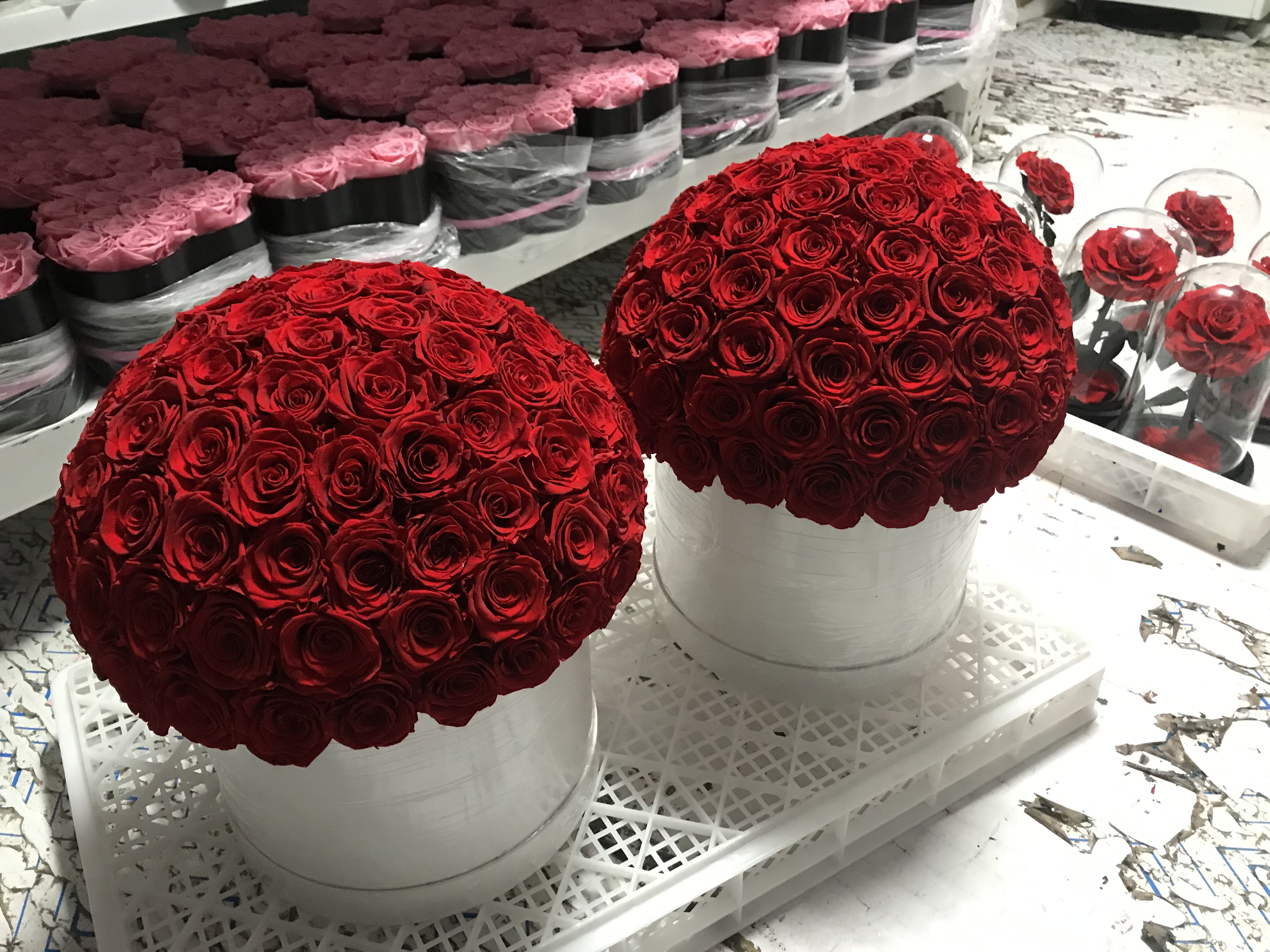 Dôme champignon rouge 95 roses