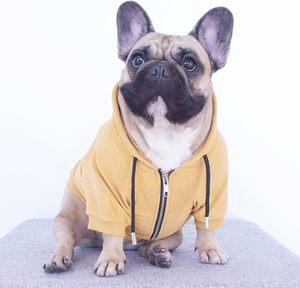 Qiqu Proveedor Personalizado, Nuevo Diseño Exclusivo, Ropa de Lujo para Perros Bulldog Franceses, Sudadera con Capucha para Perros Medianos - Product Image 3