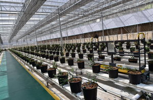 Base Para Drenaje De Maceta Macetas Grandes Para Extérieur Individuel Maceta Para <span class=keywords><strong>Balcon</strong></span> - Product Image 2