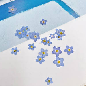 Blue Real Forget Me Not Natural Press Flores secas Myosotis <span class=keywords><strong>para</strong></span> la fabricación de joyas de resina, fabricación de velas y manualidades - Product Image 6