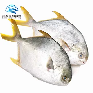 Çin düşük fiyat yüksek kalite lezzetli deniz ürünleri satılık dondurulmuş tüm canlı altın Pomfret balık