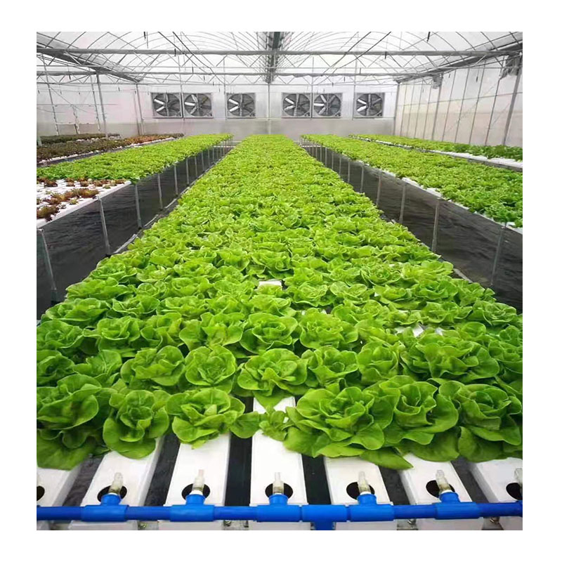 agricultural vertical hydroponic